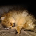 honden foto Zou dat wel makkelijk liggen?