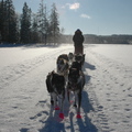 honden foto in Zweden