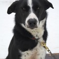 honden foto Alex