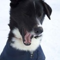 honden foto Olof Sommervogel
