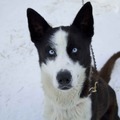 honden foto Konig Sven