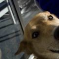 honden foto 