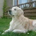 honden foto Ik hou het wel in de gaten hoor, ik begroet altijd de buurman.