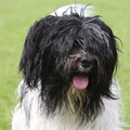 honden foto Meike's lieve hoofdje.