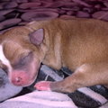 honden foto puppie chihuahua enkele uren oud..;