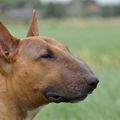 honden foto 