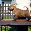 honden foto Goran
Dit zijn 3 Irish Soft Coated Weaten Terriers die nog een nieuw baasje zoeken. Ze mogen nu naar hun nieuwe families. De puppies zijn van kampioensafstamming, hebben een uitstekende stamboom en worden volledig in orde afgeleverd.
Meer info www.bohemiantime.be