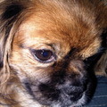 honden foto 