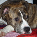 honden foto 