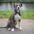 honden foto 