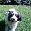 honden foto Spelen !!