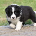 honden foto 