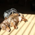 honden foto Doran en Cliff lekker genietend...