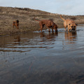 honden foto Petit Brabancon Skip bij dagopvang Ren Je Rot