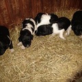 honden foto het hele nest van stabijhoun.nu anderhalve week oud! de oogjes zijn al open.

