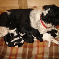 honden foto onze Sara met haar pups