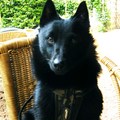 honden foto Joep op een terrasje