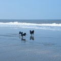 honden foto Joepie op het strand tijdens de schipperkeswandeling