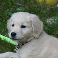 honden foto so cute