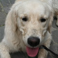 honden foto irko is een beetje moe