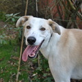 honden foto Onze prachtige Galgo - Labrador kruising 'Gusto xx