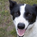 honden foto Melman