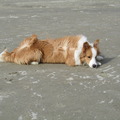 honden foto dit is Lynn en Pepper, Lynn is zwart/wit en Pepper EE-red