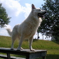 honden foto Mexx op 8 jarige leeftijd
