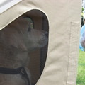 honden foto Kaas doet wonderen.