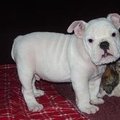 honden foto 