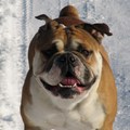 honden foto Turbo
