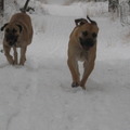 honden foto Winter 2010 was het dolle pret met die twee!