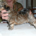 honden foto 