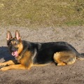 honden foto Rosa net 1 jaar oud, teefje uit nest 2010