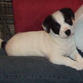 honden foto J.J. als pup