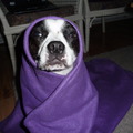 honden foto E.T.