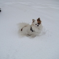 honden foto oo wat is dat lekker in de sneeuw