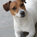 honden foto 