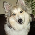 honden foto Chicka,s grote vriendin