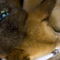 honden foto Hobbit