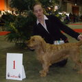 honden foto hier een foto van onze tinka op de show in brussel waar ze 1e is geworden cac-cacib en bob
