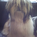 honden foto Biba mijn lieve slimme 