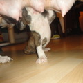 honden foto Yankee en zn Mama..