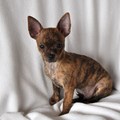 honden foto Massimo, kortharig brindle chihuahua reutje, met stamboom.