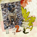 honden foto 