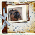 honden foto 
