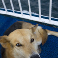 honden foto 