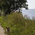 honden foto bij de zee