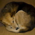 honden foto kleedje was te klein..