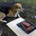 honden foto 